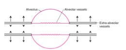 <p><strong>Vaisseaux extra-alvéolaires</strong> :</p><ul><li><p class="">Ils subissent une <strong>traction radiaire</strong> due aux alvéoles (attachements alvéolaires), ce qui <strong>les ouvre</strong>.</p></li><li><p class="">Ils ont aussi des <strong>fibres élastiques et musculaires lisses</strong> qui tendent à <strong>les fermer</strong>.</p></li></ul><p><strong>Vaisseaux alvéolaires</strong> :</p><ul><li><p class="">Leur diamètre <strong>dépend de la pression alvéolaire</strong>.</p></li><li><p class="">Une <strong>pression alvéolaire trop forte</strong> peut les <strong>fermer</strong>.</p></li></ul><p></p>