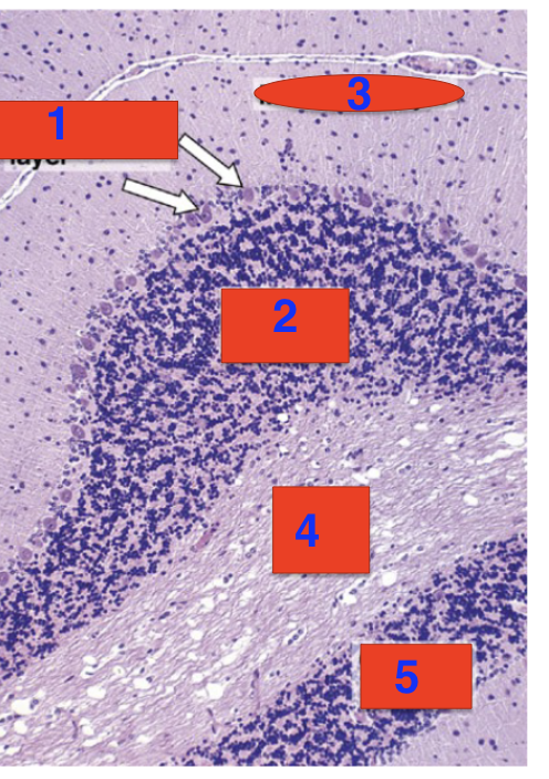 <p>4?</p>