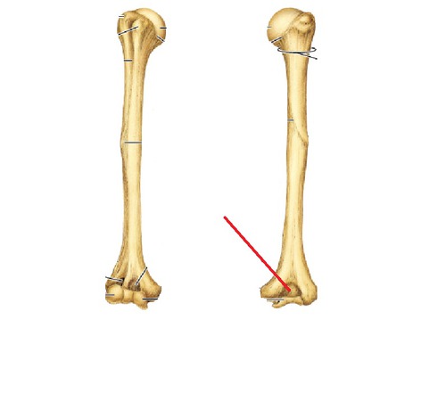label the parts of the left elbow, posterior view:
_____________ _______ (the place that the bone lays in)