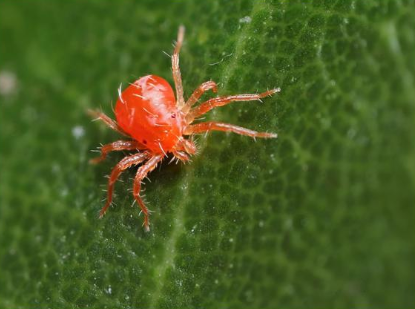 This is a picture of a/an:

A) an insect
B) an arthropod
C) an arachnid
D) A and B
E) B and C