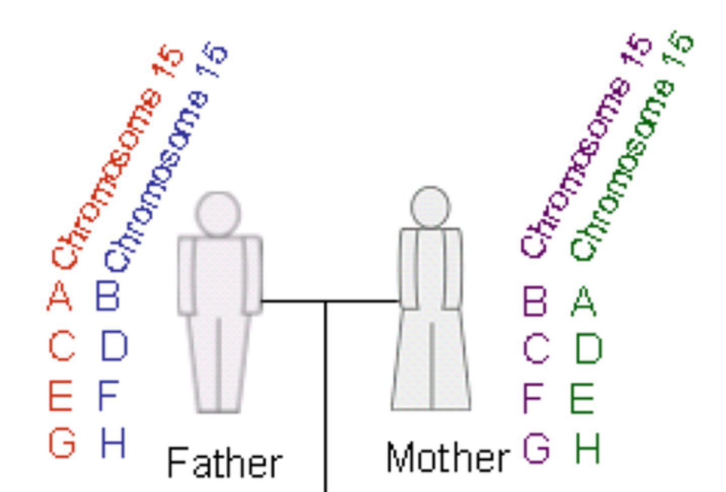 <p>The following are examples of the two homologous chromosome 15 in two parents.</p><p>1. If uniparental disomy non-disjunction, from the mother, occurred in meiosis 1 what chromosome 15 pair would you expect the child to have?</p><p>2. If uniparental disomy non-disjuction, from the father, occurred in meiosis 2 what chromosome 15 pair would you expect the child to have?</p>