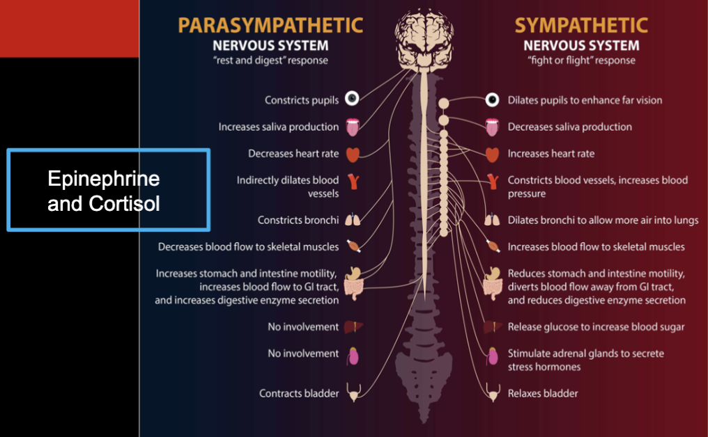 <ul><li><p>under normal circumstances, your body is in a relatively relaxed and stable state of functioning.</p></li><li><p>when exposed to stressor perceived as a threat, the fight or flight response kicks in.</p></li></ul><p></p><p>Sympathetic = fight or flight (autonomic)</p><ul><li><p>epinephrine</p></li><li><p>Cortisol</p></li></ul><p></p>