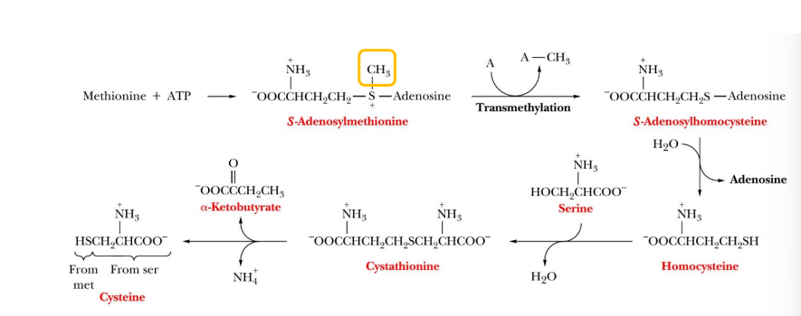 <p>What works together to transfer methyl groups?</p>
