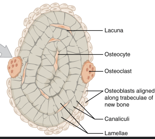 <p>Osteocytes </p>
