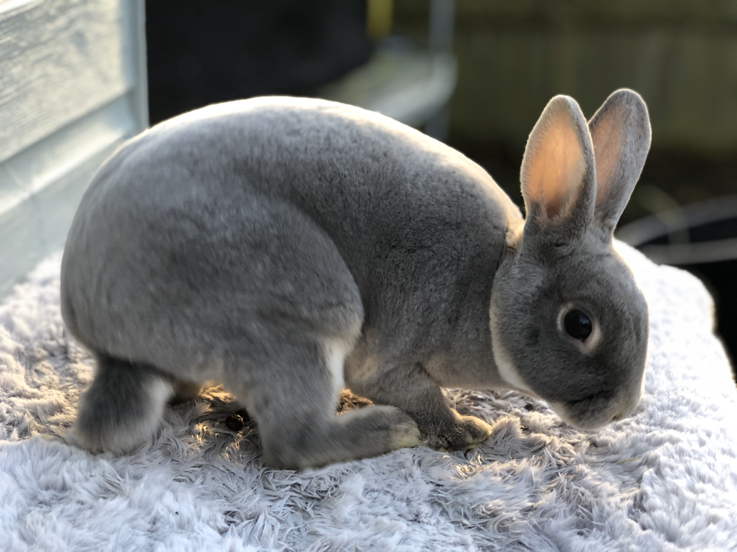 <p>Mini-rex</p>