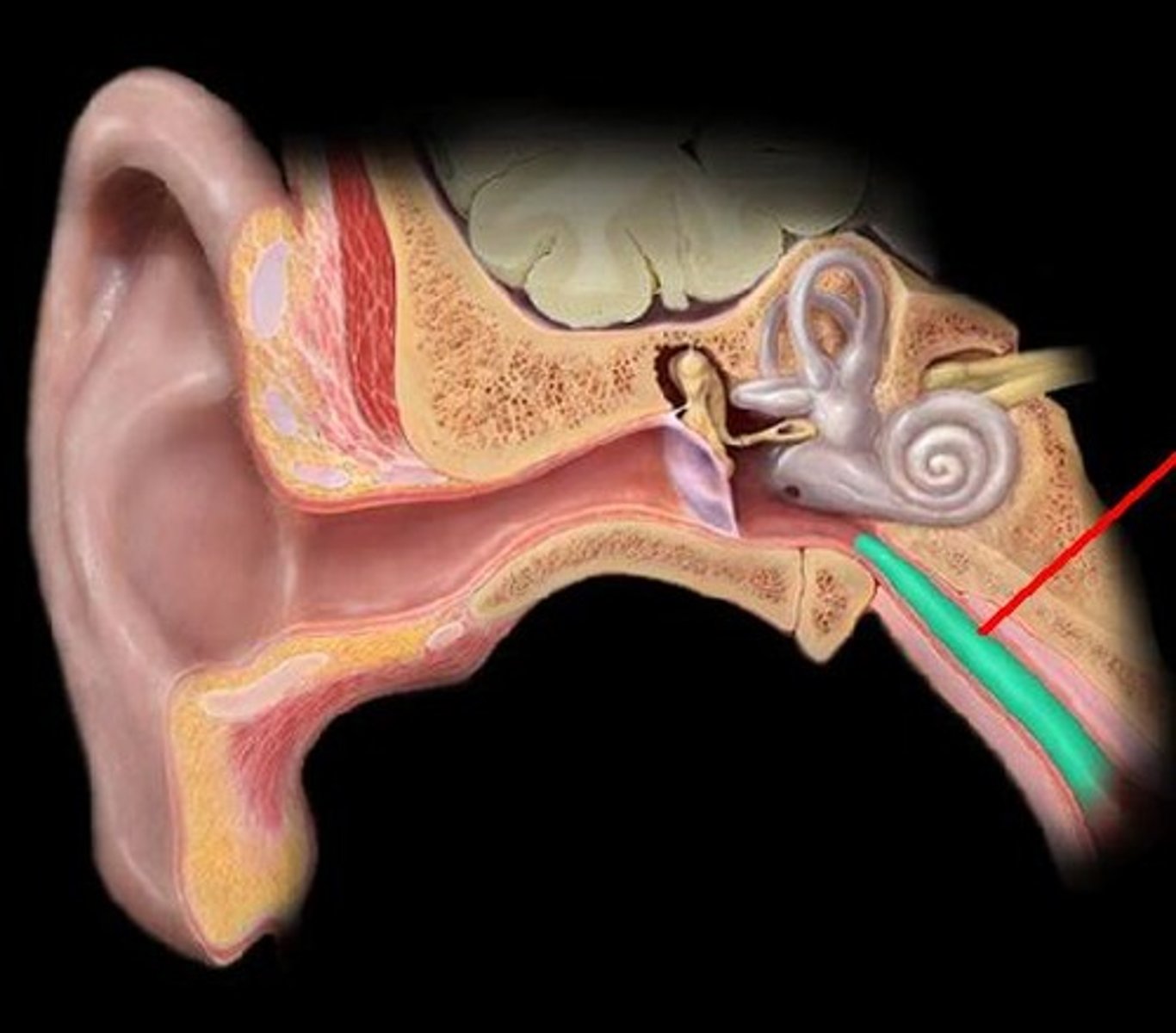 <p>-From middle are, to sinuses, to back of throat with a trap door</p><p>-Must equalize pressure between outer and middle ears</p><p>-Swallowing or yawning causes the trap door to open and release pressure</p>