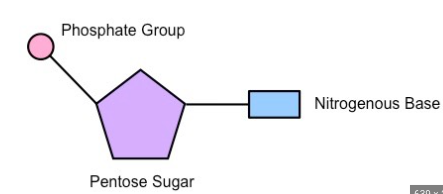 <p>here’s a diagram of a nucleotide</p>