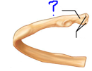 <p>Projections that help to form joints</p><ul><li><p>bony expansion carried on a narrow neck</p></li></ul>