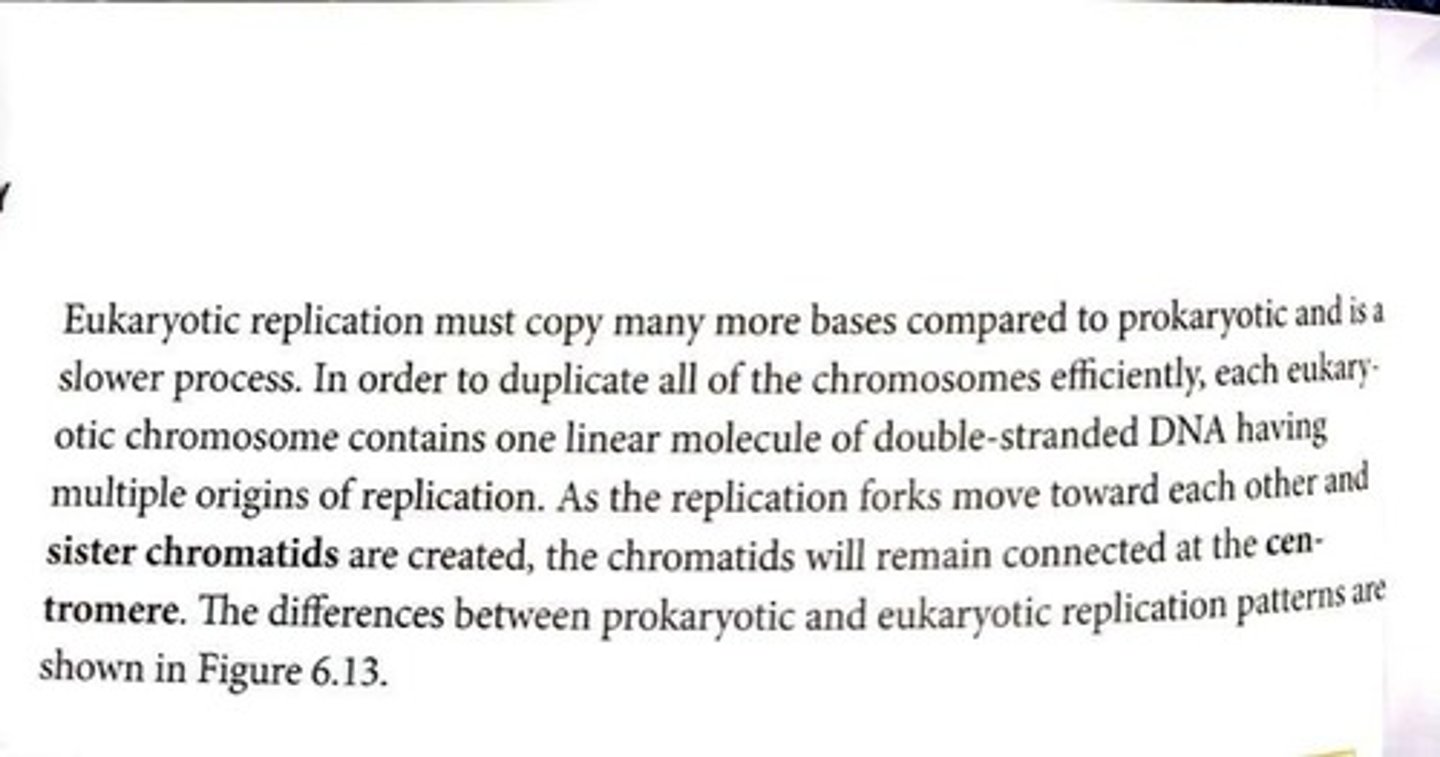 <p>Identical copies of a chromosome.</p>