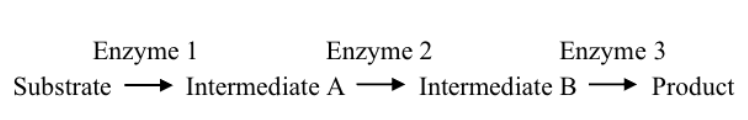 <p><span><span>Please examine the metabolic pathway below: Imagine that you observe a buildup of Intermediate A and a gradual decrease in the amount of<br>Intermediate B in a cell over time. Which of the following scenarios most likely accounts for this?<br>A. allosteric inhibition of Enzyme 1 by Product<br>B. competitive inhibition of Enzyme 2 by Intermediate B<br>C. allosteric inhibition of Enzyme 2 by Product<br>D. competitive inhibition of Enzyme 1 by Intermediate B</span></span></p>