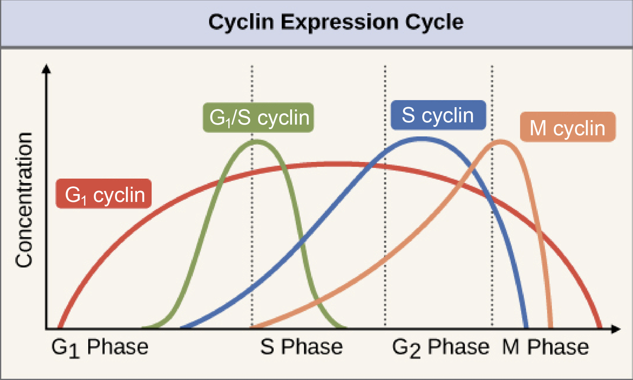 <p>Cyclin expression cycle</p>