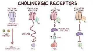 <ul><li><p>They are found on all cells that are stimulated by postganglionic cholinergic fibers (Synaptic knobs).</p></li><li><p>Effect of ach on the receptor varries greatly depending on the organ.</p></li></ul><p></p>