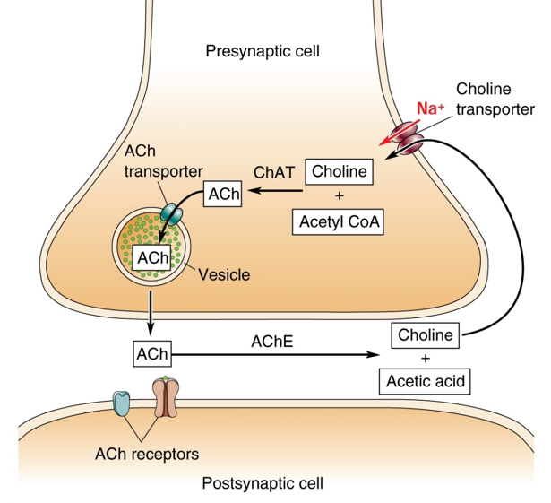 <ol><li><p>Neurons release vesicles with acetylcholine</p></li><li><p>ACh goes into synaptic cleft and binds to ACh receptors in the postsynaptic cell.</p></li><li><p>AChE in the synaptic cleft degrades ACh into choline and acetic acid</p></li><li><p>Choline is reuptaken back into the presynaptic cell via a cotransporter → transports both choline and Na+</p></li><li><p>Choline and Acetyl CoA add together in a chemical reaction catalyzed by choline acetyltransferase (ChAT) to make ACh</p></li><li><p>ACh is transported into vesicles awaiting exocytosis </p></li></ol>