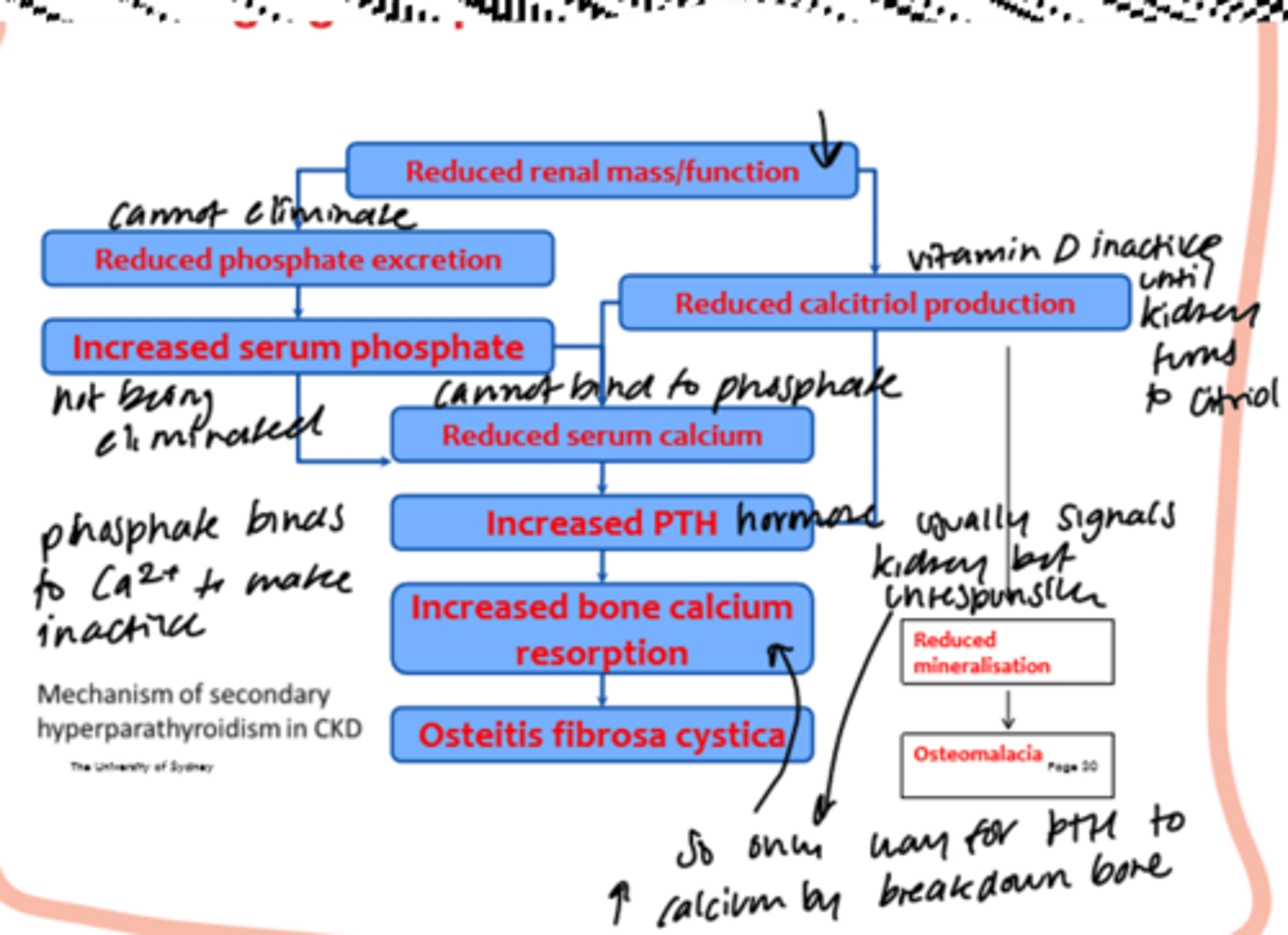 <p>kidney involved in bone metabolism (phosphate excretion, vit D activation) -&gt; risk of bone diseases (osteoporosis)</p><p>Tx:</p><p>1. phosphate (diet + binding agents)</p><p>2. calcium</p><p>3. vitamin D</p>