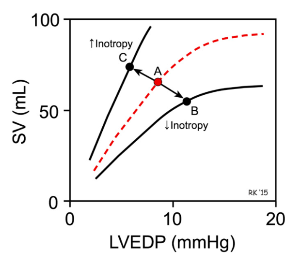 <p>increased strength of contraction of ventricle due to increases in cytosolic calcium</p><ul><li><p><strong>positive inotropic effect</strong> → increase Ca2+ levels → increase contractility</p></li><li><p><strong>negative inotropic effect</strong> → decrease Ca2+ levels → decreased contractility</p></li><li><p>because more Ca2+ → more troponin binding → more free tropomyosin → more contraction </p></li></ul><p></p><p><strong>Factors affecting cytosolic calcium</strong></p><ol><li><p>heart rate</p></li></ol><ul><li><p>during action potential of contractile cell → Ca2+ into cell</p></li><li><p>more time between act pot → time to clear Ca2+</p></li><li><p>increase heart rate → more Ca2+ leftover</p></li></ul><p></p><ol start="2"><li><p>Size of inward Ca2+ current during plateau of contractile myocyte action potential </p></li></ol><ul><li><p>larger concentration difference between ECF and cytoplasm → higher rate of movement into cell </p></li><li><p>SNS phosphorylates L-type Ca2+ channels → more efficient at moving Ca2+ into cell </p></li></ul><p></p><ol start="3"><li><p>Amount of Ca2+ stored in SR</p></li></ol><ul><li><p>thyroid hormone → acts as transcription factor → increase transcription of SERCA (sarcoplasmic endoplasmic reticulum Calcium ATPase) → more Ca2+ into SR→ more Ca2+ out of SR (calcium induced calcium release) </p></li></ul><p></p>