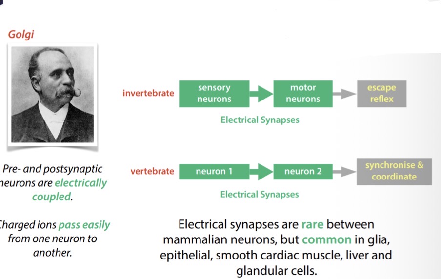 <p>Electrical synapses mediate what?</p>
