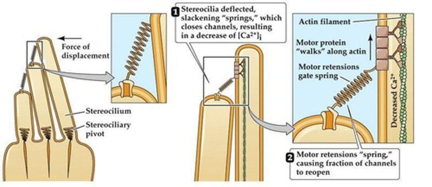 <p>There is depolarization and neurotransmitter release.</p>