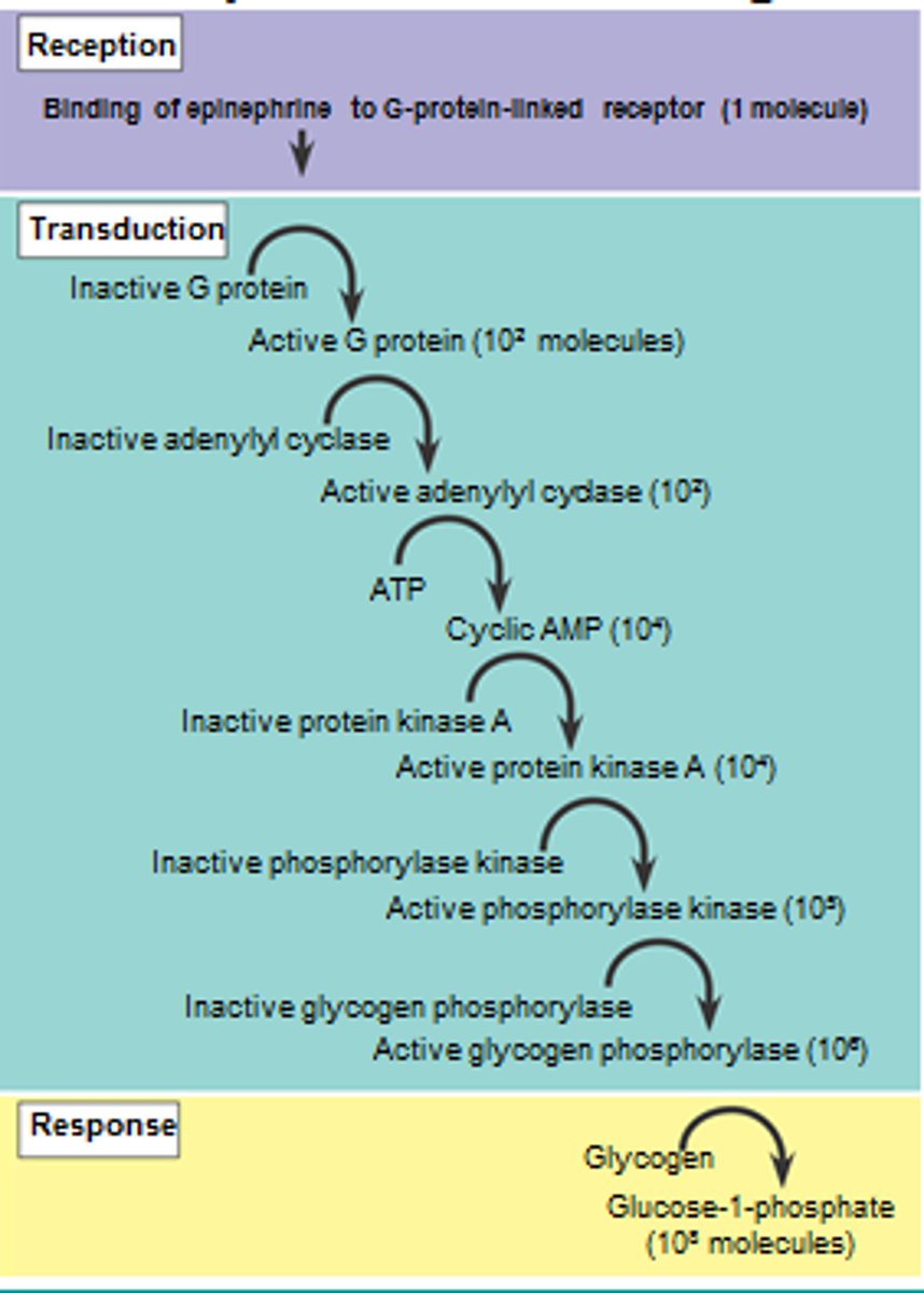 <p>The INCREASE in a cellular response by pathways like phosphorylation cascades. A single ligand can then lead to 10^8 responses due to amplification pathways.</p>
