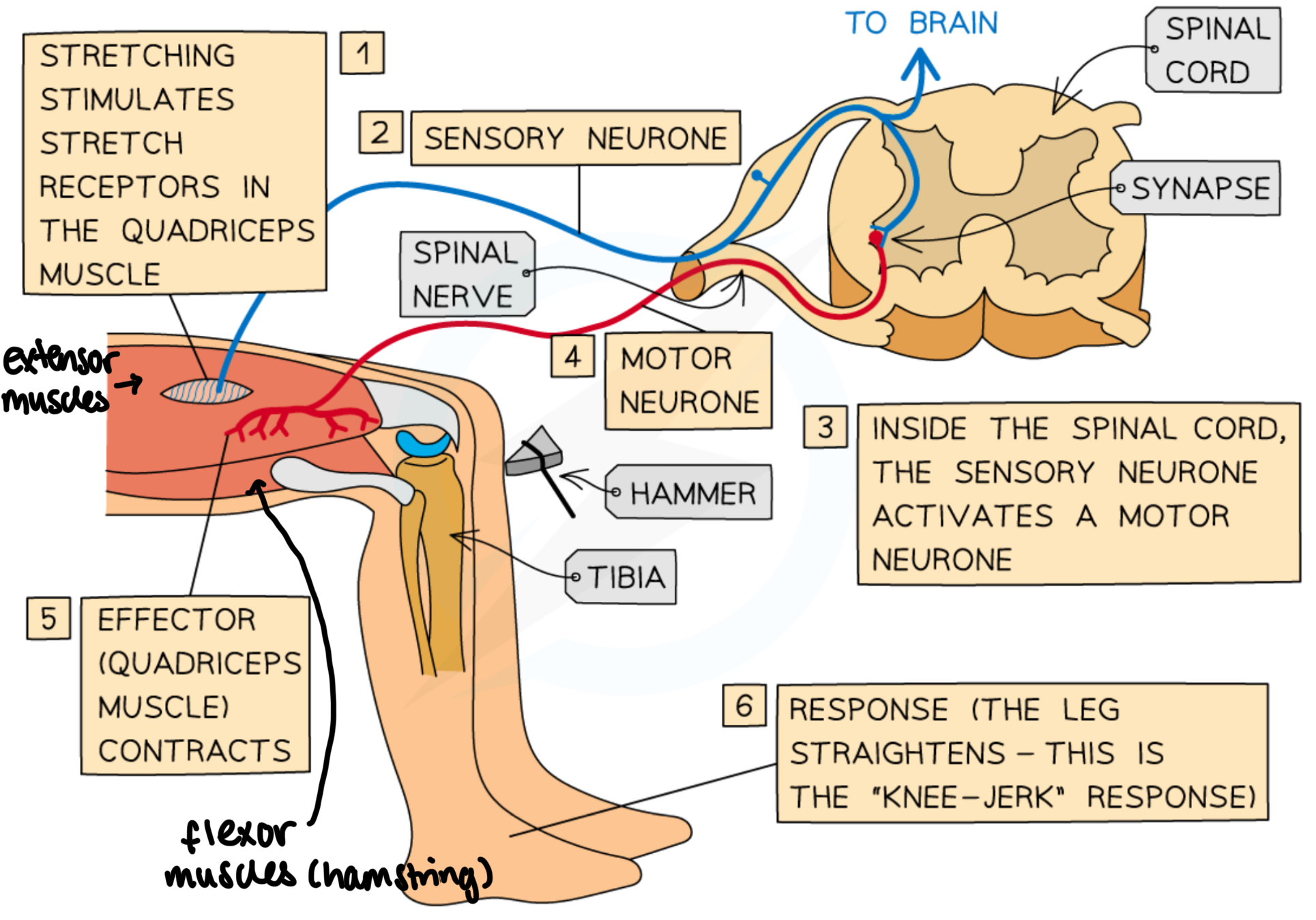 <ul><li><p>used to help maintain posture/balance/help if you trip</p></li><li><p>consists of only two neurones (sensory &amp; motor)</p></li><li><p>spinal reflex → neural circuit only goes up to spinal cord</p></li><li><p>stimulus starts reflex arc, causes extensor muscles on top of the thigh to contract </p><ul><li><p>at the same time, a relay neurone inhibits the motor neurone of the flexor muscle, causing to to relax </p></li></ul></li><li><p>contraction coordinated with relaxation of antagonistic flexor hamstring muscles, causing leg to kick</p></li><li><p>absence of reflex → can indicate nervous problems</p></li><li><p>overreaction → multiple oscillation can indicate cerebellar disease</p></li></ul><p></p>