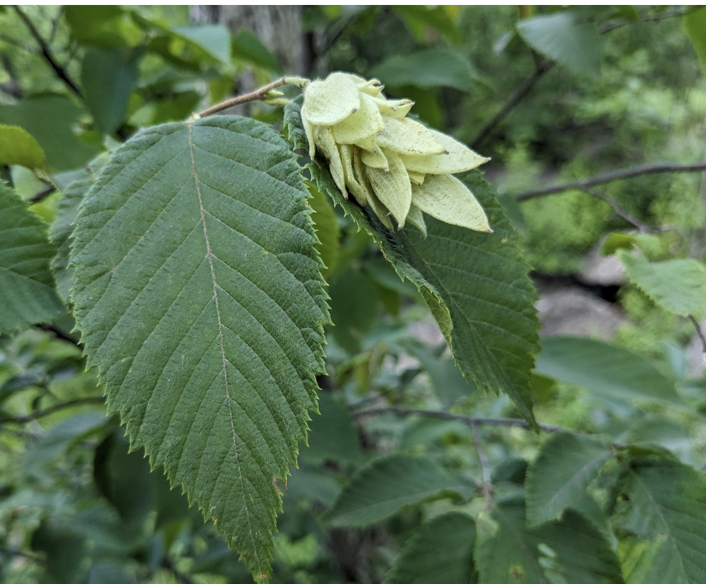 <p><em>Ostrya virginiana</em></p><p>Betulaceae</p>