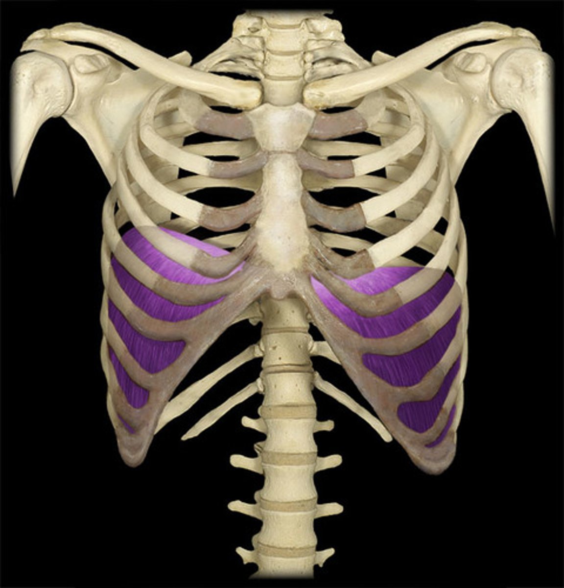 <p>A large muscle at the bottom of the chest cavity that helps control breathing, when the diaphragm pulls down and contracts to become flat, air can easily enter the lungs</p>