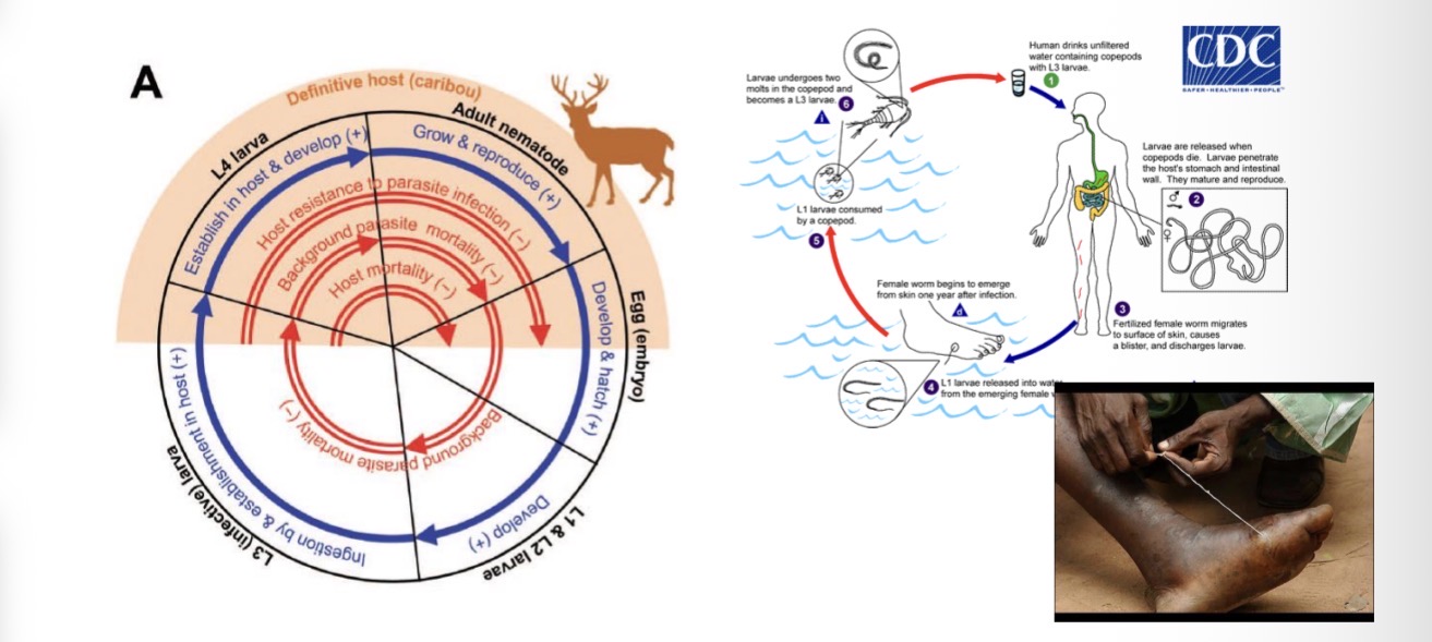 <p><strong>1. Adult stage (inside caribou):</strong></p><ul><li><p>Adult worms live in the <strong>abomasum</strong> (the 4th stomach) of the <strong>caribou</strong>.</p></li><li><p>They <strong>lay eggs</strong>, which are <strong>passed out in the caribou’s feces</strong>.</p></li></ul><p><strong>2. Development in the environment:</strong></p><ul><li><p>In the <strong>feces</strong>, the eggs <strong>hatch</strong> into <strong>first-stage larvae (L₁)</strong>.</p></li><li><p>These <strong>free-living larvae</strong> molt into <strong>L₂</strong>, and then into the <strong>infective L₃ stage</strong>.</p></li><li><p>The <strong>L₃ larvae</strong> survive in the environment and <strong>crawl onto vegetation</strong>.</p></li></ul><p><strong>3. Infection of new host:</strong></p><ul><li><p>When <strong>another caribou grazes</strong>, it <strong>accidentally eats the infective L₃ larvae</strong> on the grass.</p></li><li><p>The larvae then <strong>enter the new host’s abomasum</strong>.</p></li></ul><p><strong>4. Development inside caribou:</strong></p><ul><li><p>Inside the abomasum, the larvae either:</p><ul><li><p><strong>Develop immediately</strong> into adults, or</p></li><li><p><strong>Pause as L₄ larvae</strong> (a state of arrested development) — often overwintering and <strong>resuming development the next spring</strong>.</p></li></ul></li></ul><p><strong>5. Maturation and egg-laying:</strong></p><ul><li><p>Once mature, the worms <strong>produce eggs</strong> again — completing the cycle <strong>entirely within caribou and the external environment</strong>, with <strong>no intermediate host</strong> involved.</p></li></ul><p></p>