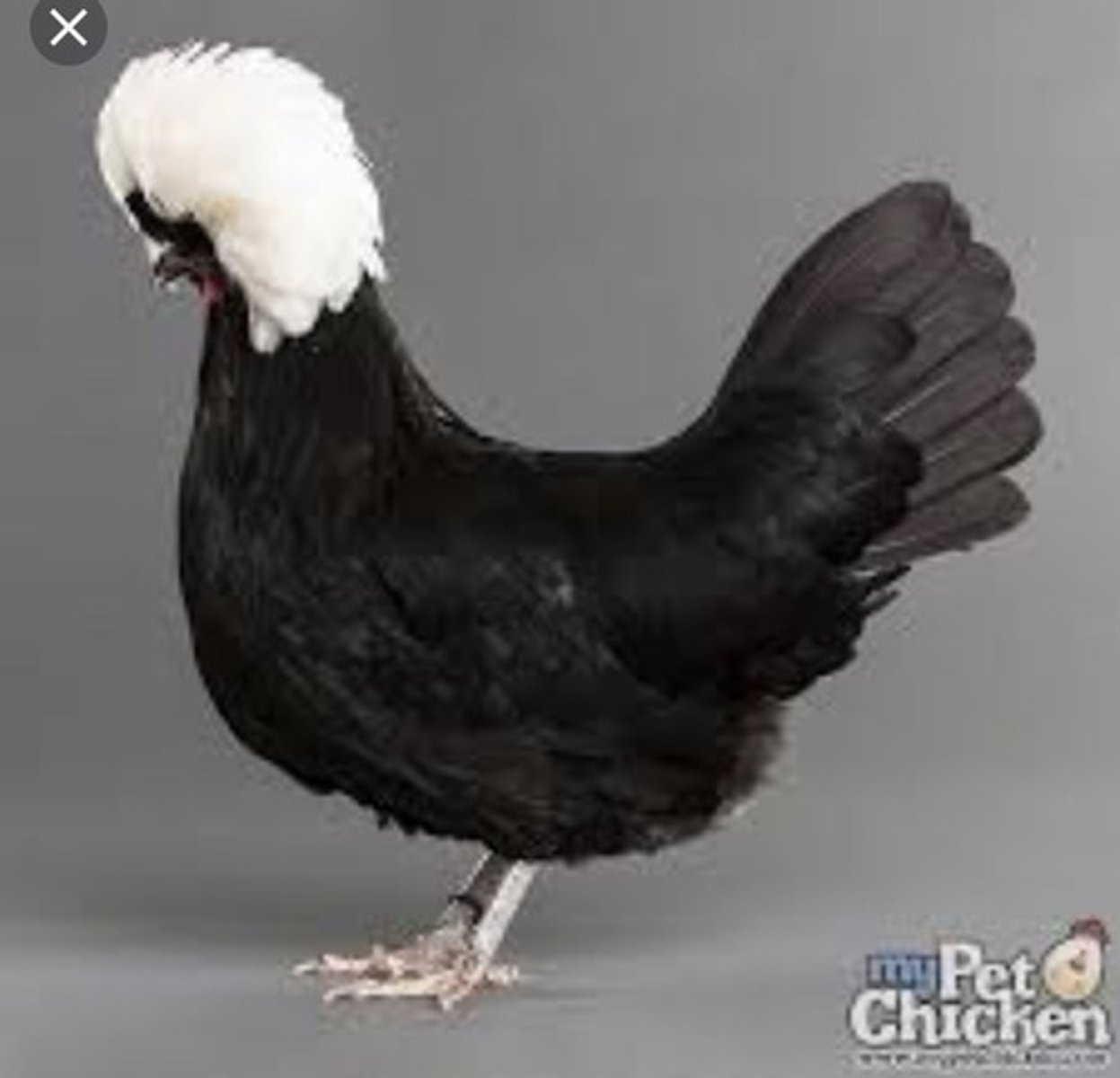 <p>- Yellow skin with a variety of different feather colors possible</p><p>- small in size</p><p>- have crest, beard, muffs, and are soft feathered</p><p>- fairly active despite limited vision due to their large 'headgear"</p><p>- lays white eggs and has pea comb</p><p>- Broiler type</p>