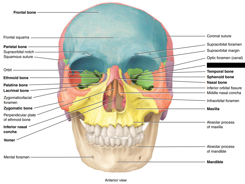 <p>State and identify which part of the cranial bone is being censored.</p>