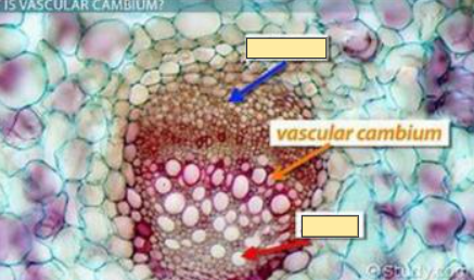 <p>Vascular Cambium</p>