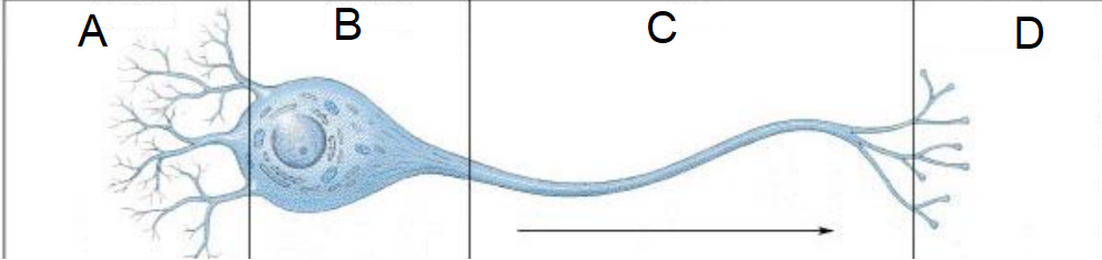 <p>What part of a neuron is labelled “C” in the picture?</p>