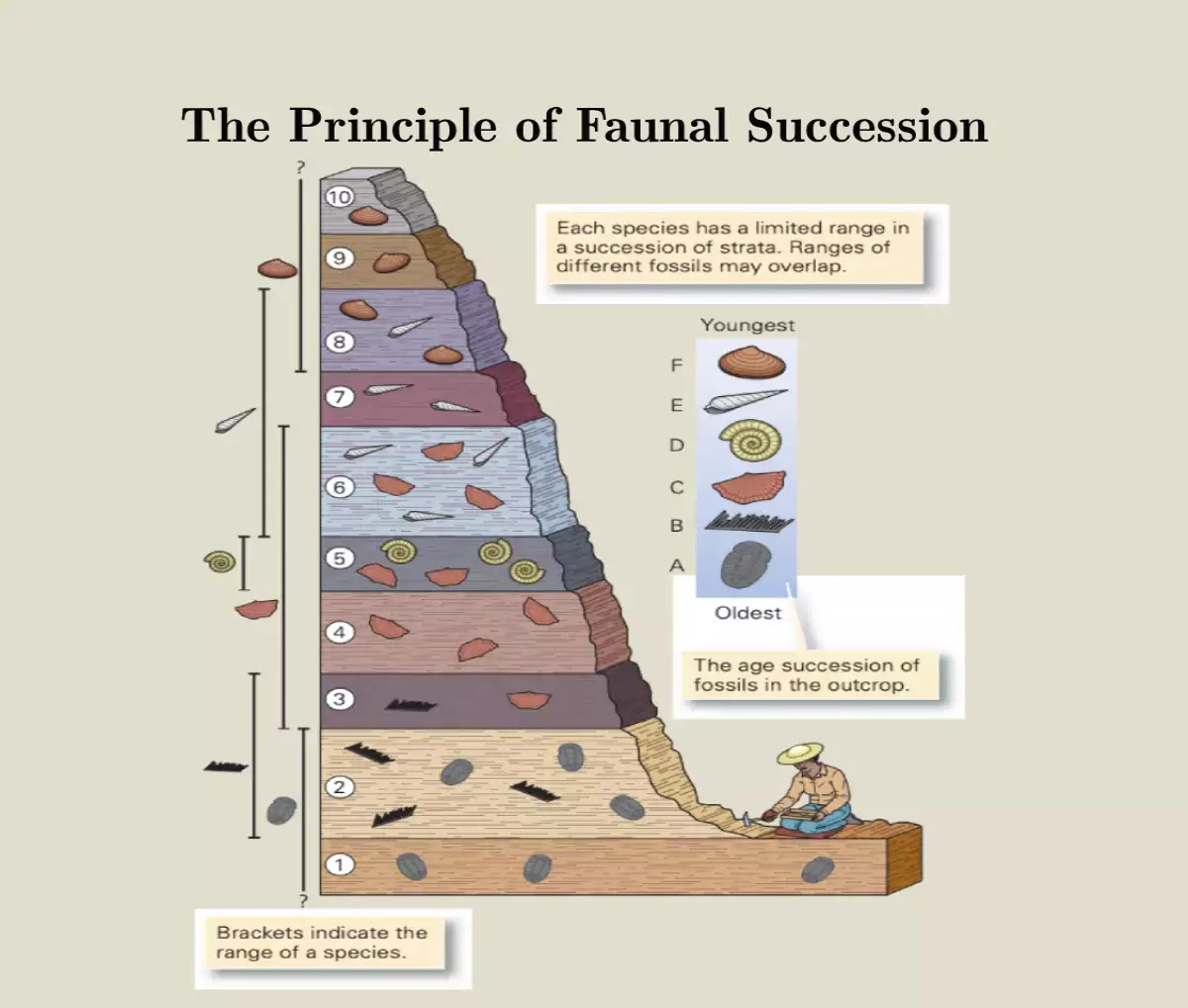 <p>The identification of specific fossils in a rock can be used to determine its age. </p>