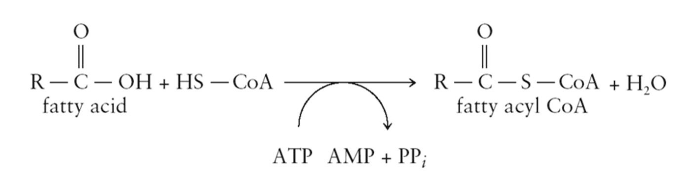 <p>Before fatty acids can be catabolized, they must be activated</p><ul><li><p>Activation involves converting from fatty acid to fatty acyl CoA</p><ul><li><p>catalyzed by acyl CoA synthetase</p></li></ul></li><li><p>Energy is provided by the hydrolysis of ATP to AMP and PPi and the hydrolysis of PPi to 2Pi</p></li></ul><p></p>
