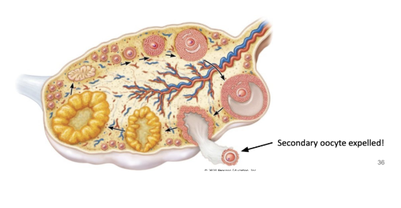 <p><span style="background-color: transparent;"><span>(~on day 14)</span></span></p><ul><li><p><span style="background-color: transparent;"><span>mature follicle ruptures and releases secondary oocyte from the one of the persons two ovaries&nbsp;</span></span></p></li><li><p><span style="background-color: transparent;"><u><span>secondary oocyte</span></u><span> is swept into the uterine tube by the fimbriae&nbsp;</span></span></p></li><li><p><span style="background-color: transparent;"><u><span>secondary oocyte does not complete secondary division unless sperm attaches</span></u></span></p></li></ul><p></p>