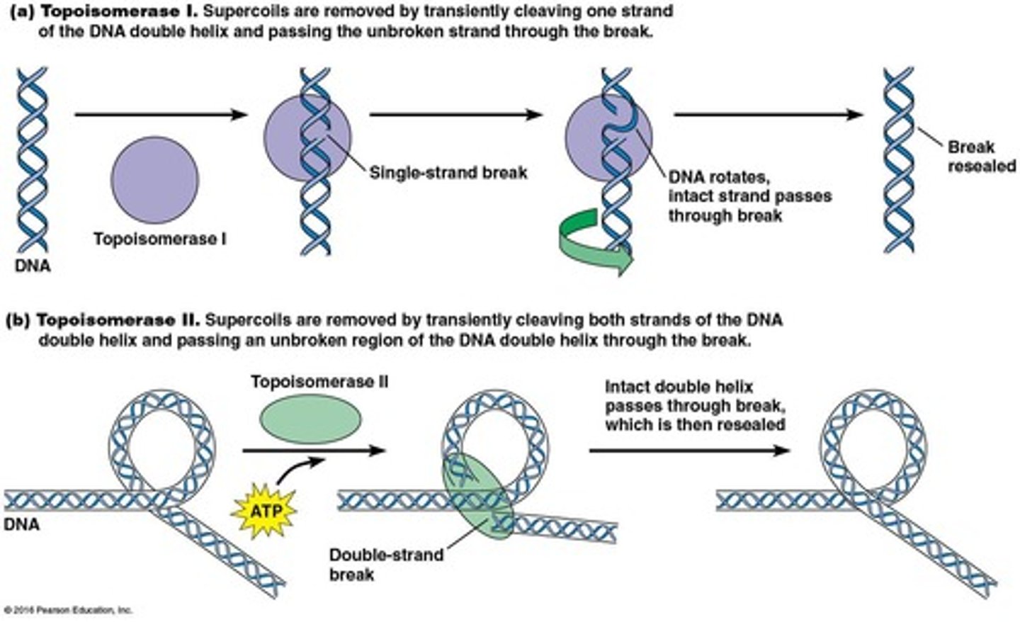 <p>create a single-strand break</p>