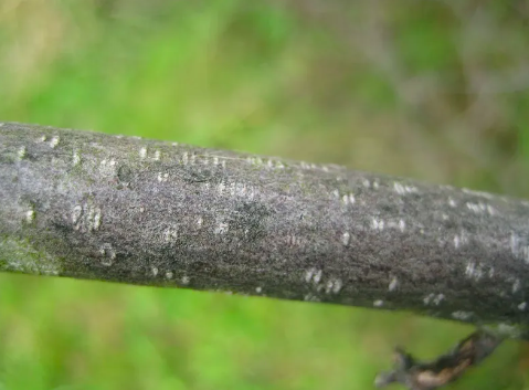 <p>glossy buckthorn, Frangula alnus, Rhamnaceae</p>