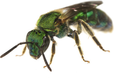 <ol><li><p>Body often metallic in color</p></li><li><p>Three submarginal cells in front wing</p></li><li><p>Basal vein in front wing strongly arched (curved)</p></li></ol><p></p>