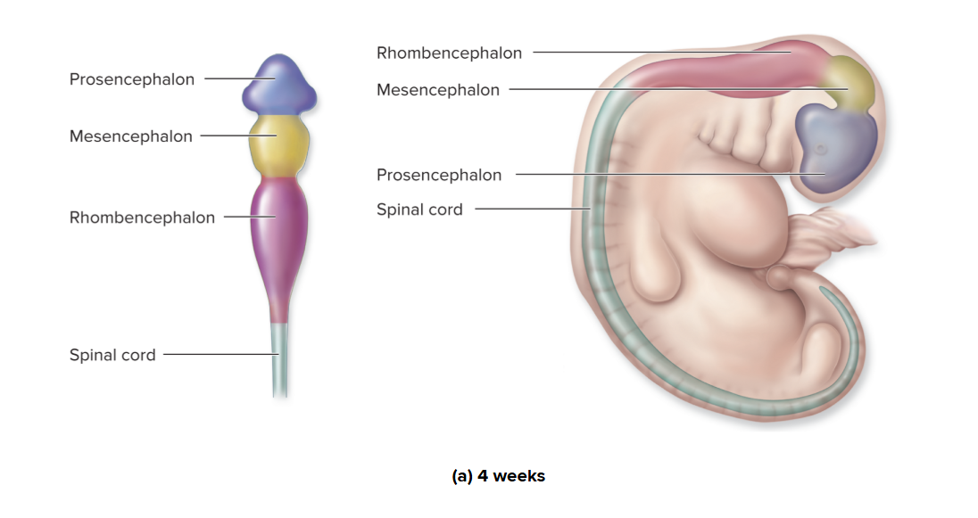<p>Brain development: 4 weeks</p>