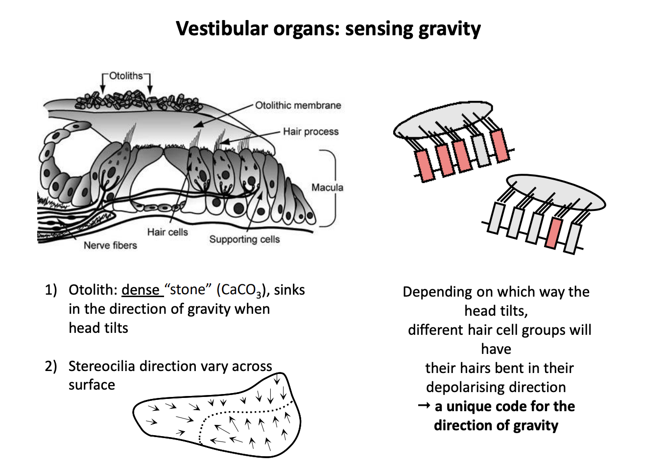 <ul><li><p>Saccule and utricle arranged at right angles</p></li></ul><p>what consist of:</p><ol><li><p>Array of <strong>hair cells</strong> BUT oritenated in different directions</p></li><li><p>embedded in <strong>gel</strong>→ DENSER than the endolymph</p><ul><li><p>contains calcium carbonate crystals (<strong>otoliths</strong>)</p></li></ul></li></ol><p></p><p></p>