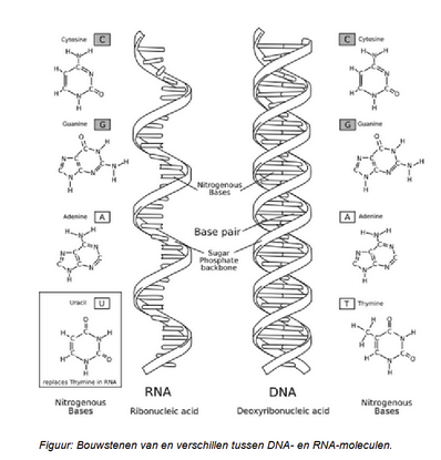 <ol><li><p>structuur eiwitten</p></li><li><p>hormonen</p></li><li><p>bloedeiwitten (hemoglobine)</p></li><li><p>eiwitten die een rol spelen bij de afweer (imuunsysteem)</p></li></ol><p></p>