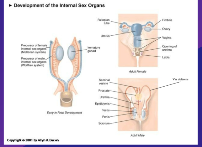 <p>2 precursor systems exist – which are both initially preset</p><p class="MsoNormal">Mullerian system - Precursor to female internal sex organs</p><p class="MsoNormal">Wolffian system – precursor to male internal sex organs -&nbsp; if gonads turn into testes and start producing required hormones</p><p class="MsoNormal">Once SRY has turned gonads into testis, hormones determine sex differences</p><p class="MsoNormal">if XY chromosome: </p><p class="MsoNormal">Testis produce testosterone – this occurs in early embryonic development</p><p class="MsoNormal">Early testis produces 2 types of hormones:</p><p class="MsoNormal">– Anti-Mullerian Hormone (defeminising) – responsible for getting rid of mullerian system:</p><p class="MsoNormal"><span> binds to receptors in Mullerian system, causing it to disintegrate and eventually be removed i.e. destroys Mullerian system</span></p><p class="MsoNormal">– Androgens (masculinising) – group/ category of hormones means “man making” in Greek , (e/g/ testosterone is an androgen), responsible for maintaining the wolffish system: , have to be present and bind to receptors within the wolffian system to enable it to continue existing and eventually &nbsp;develop into the internal anatomy of the male system, only if there are androgens. – </p><p class="MsoNormal"></p><p class="MsoNormal">• in the presence of these hormones (Anti-Mullerian Hormone and Androgens) &nbsp;internal genitalia will develop in a male specific pattern.</p><p class="MsoNormal">In the absence of these hormones (if Anti-Mullerian Hormone and Androgens not produced), internal genetalia/ will develop in a female specific pattern – i.e. female sex organs will develop. (primary sexual characters)</p><p class="MsoNormal"></p><p class="MsoNormal">if XX chromosome - if gonad becomes ovary </p><p class="MsoNormal"> if ovary developed , it produces no hormones at all.</p><p class="MsoNormal">but as testes are not present to produce hormones</p><p class="MsoNormal">No anti-Mullerian hormone – the female system will not be erased and so will develop and become established within physiology - female sex system will be maintained</p><p class="MsoNormal"><span>no androgens present – wolffian system disappear –  </span></p>