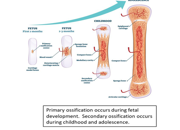 <p>fetal development</p>