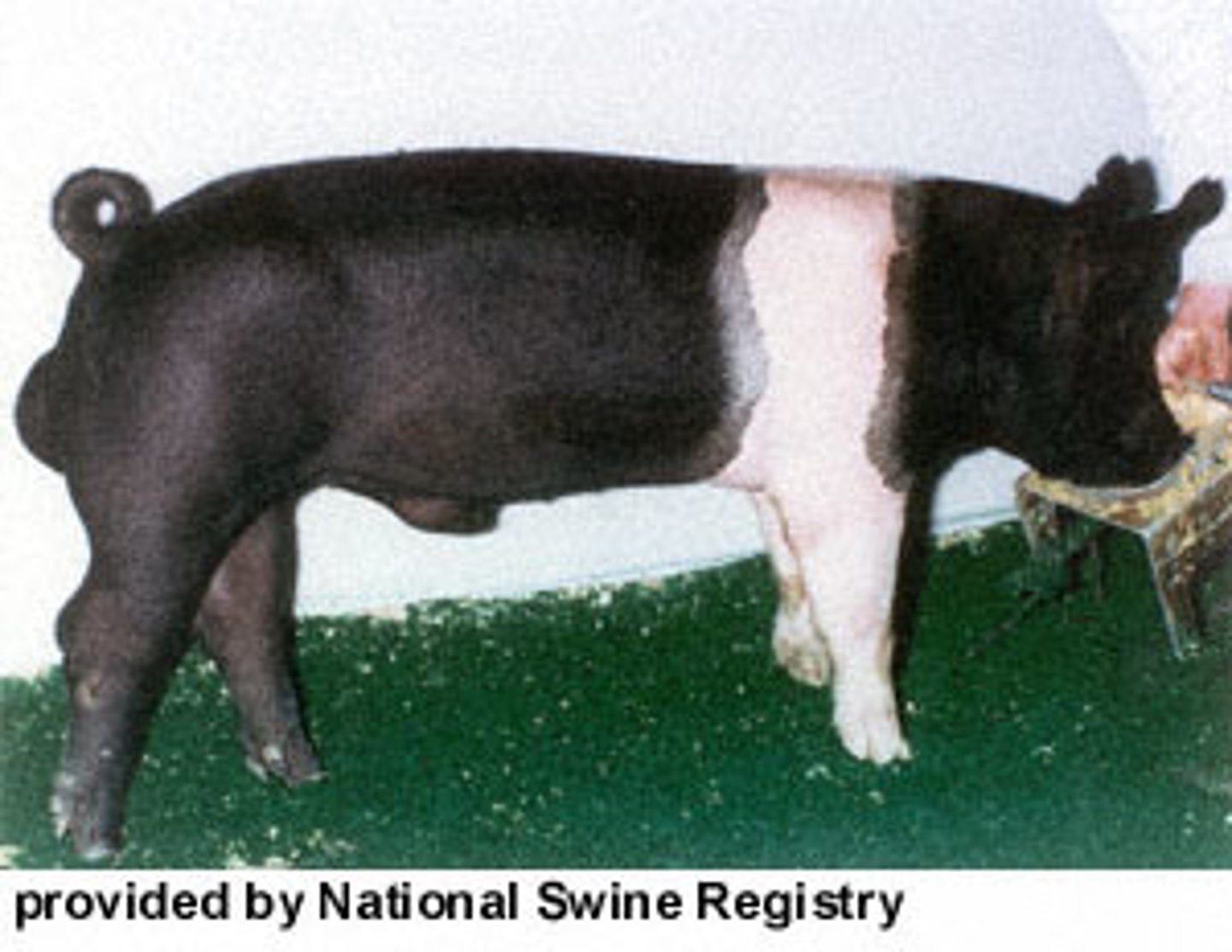 <p>Originated in the United States, probably the oldest American breed, black with a white belt, small, erect ears, well-known meat breed.</p>