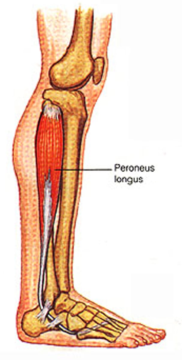 <p>evert foot at ankle</p>