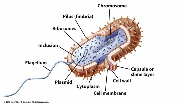 <p>Immuunsysteem kan deze structuren herkennen</p><p>Flagella, Axial filaments, Pili, Glycocalyx</p>