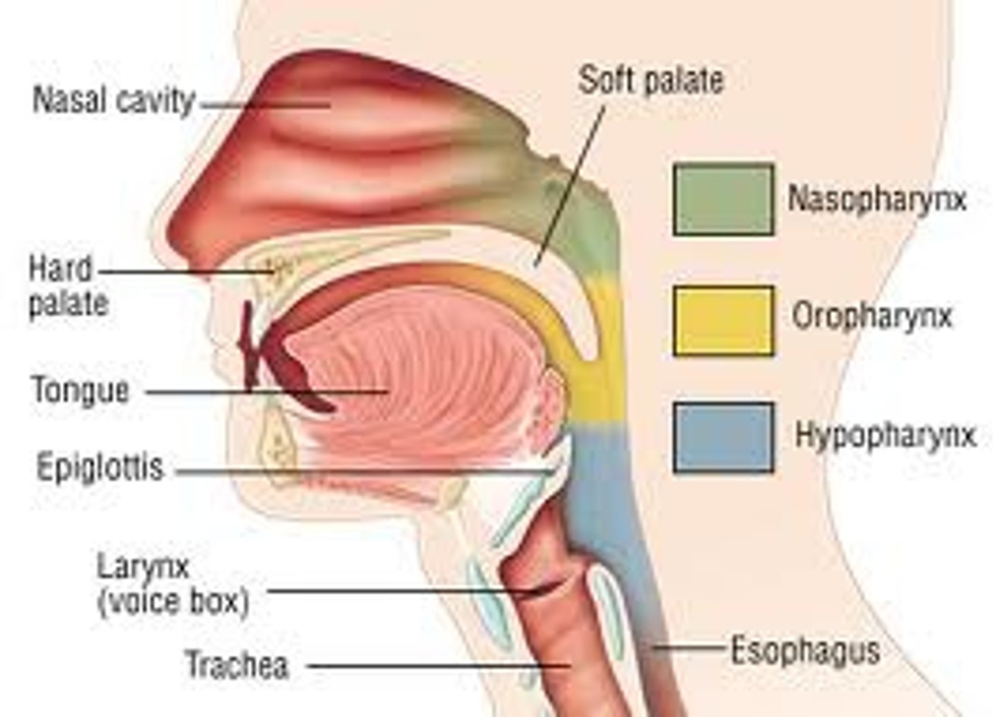 <p>Nasopharynx</p><p>Oropharynx</p><p>Laryngopharynx</p>