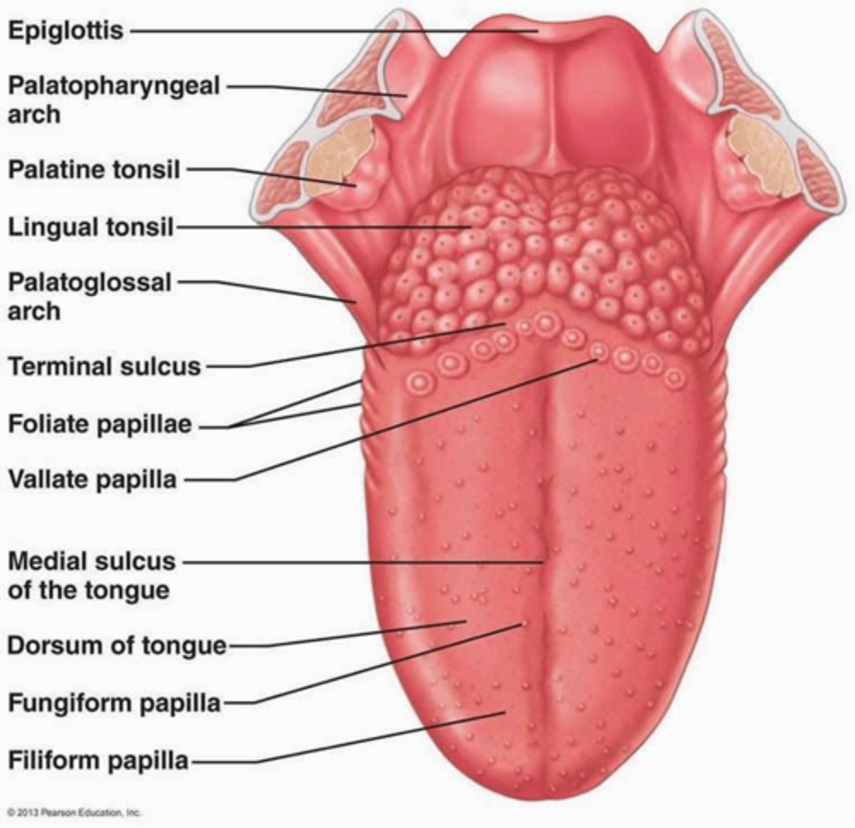<p>Receptor cells are organized into modified epithelial cells called taste buds. Taste buds are seen in several areas; most are associated with nipple-shaped projections called papillae.</p><p>About 3000 taste buds are on the tongue. There are 4 primary taste sensations: sweet, sour, salty, and bitter. Taste perception is a tricky affair; it also involves the smell receptors. This is evidenced by the decreased taste ability of people who get colds and are congested... We can't taste very much!</p><p>Von Ebner's glands surround the papillae and secrete salivary lipase, beginning the process of lipid breakdown (hydrolysis) in the mouth.</p>