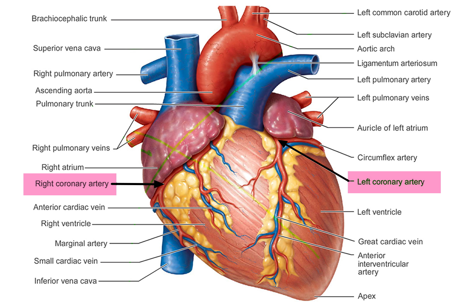 <p>Memorize the location of the <strong>pulmonary veins</strong></p>