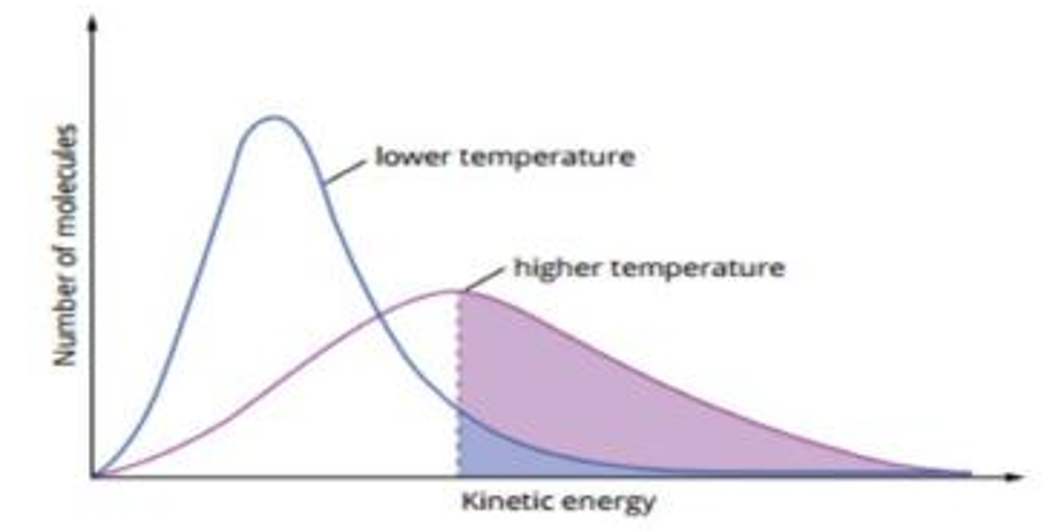 <ol><li><p>As a substance temperature increases the particles have more average kinetic energy</p></li><li><p>They move at a faster speed/ greater velocity</p></li><li><p>This increases the frequency of collisions</p></li><li><p>This increases the number of successful collisions</p></li><li><p>This leads to a greater portion of the particles having energy greater than the activation energy</p></li><li><p>As a result, reaction rate increases</p></li></ol><p></p>