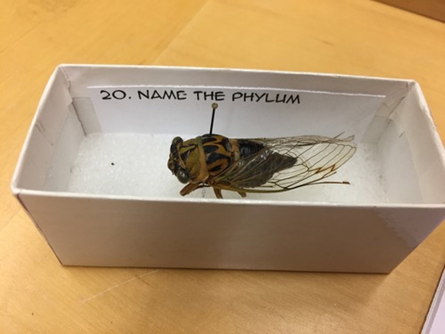 knowt flashcard image