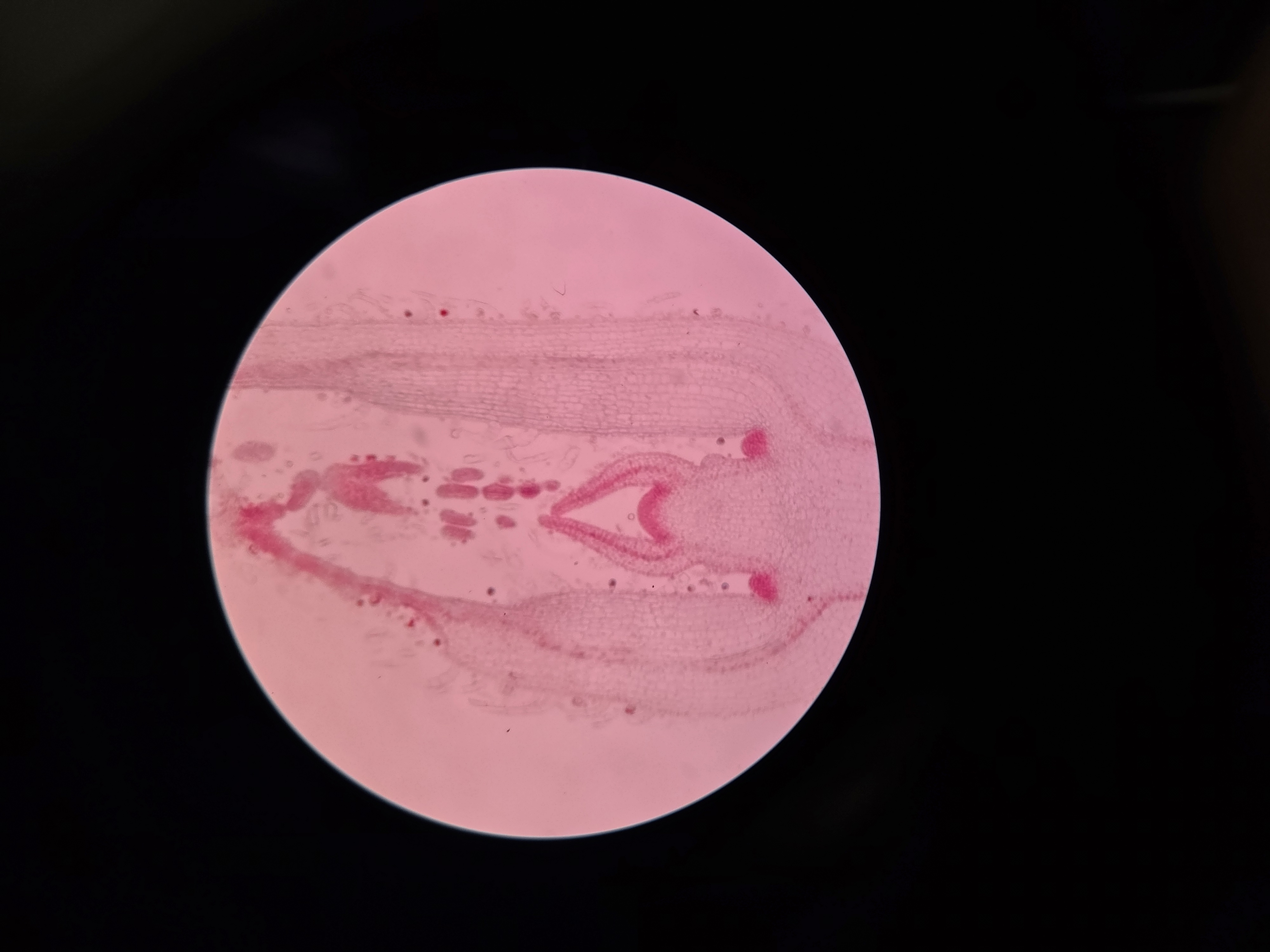 <p>What is being observed?</p>